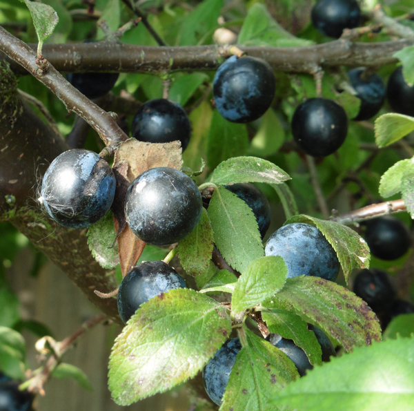 Sloes on blackthorn