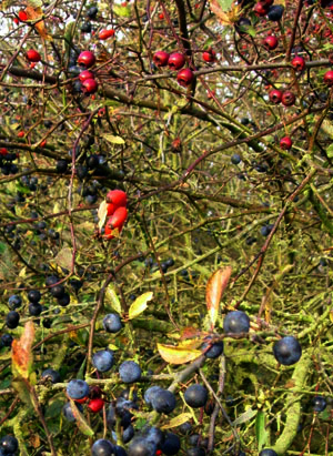 sloes-hips-hawthorn