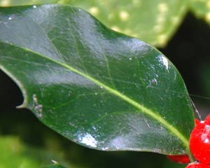 Leaf variation - Holly (and Ivy).
