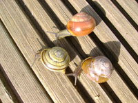 Local Adaptation in the Land Snail, Cepaea nemoralis