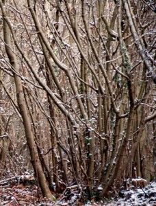 Coppice and dead wood