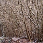 snowy-coppice