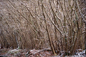 Coppice and wood pasture.