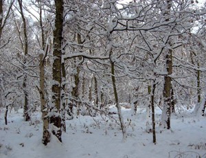 snowy wood
