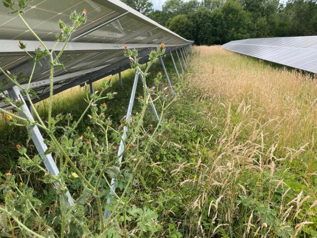 solar panels and wildlife