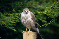 Sparrowhawks - at home in the South-West