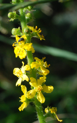 spike of agrimony