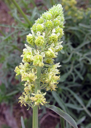 spike reseda lutea