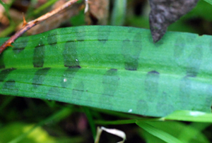 spotted orchid leaf