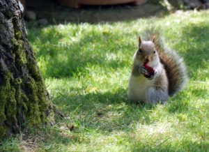 Damage by Grey Squirrels