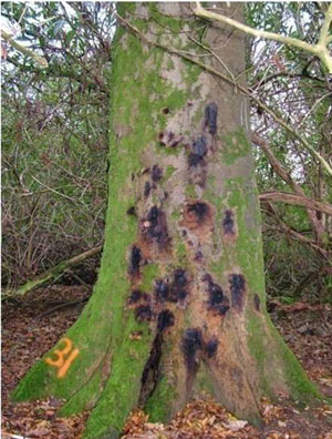 Phytophthora ramorum – a parasitic fungus to look out for    