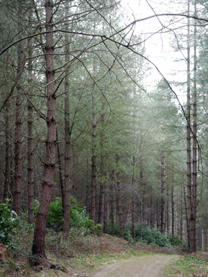 stand corsican pine