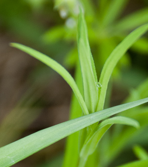 stitchwort-leaf