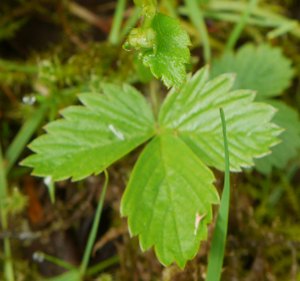 strawberry leaf