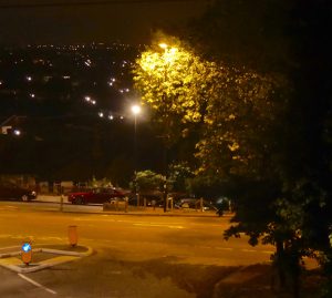 Bud burst and street lights.