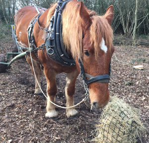 Using a horse to extract timber from woodland