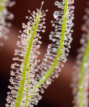 'Flesh eaters' - carnivorous plants