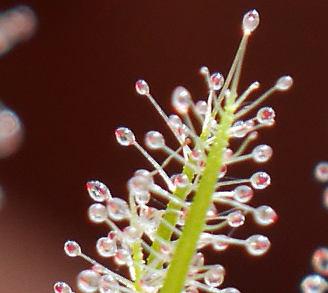 Glistening glands of Sundew