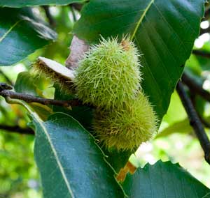 Foraging for Sweet Chestnuts