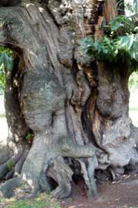 Veteran sweet chestnut trunk