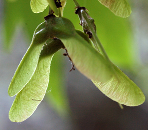 double samara of sycamore