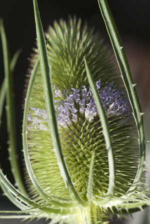 teasel head