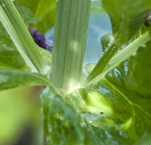 teasel leaf water