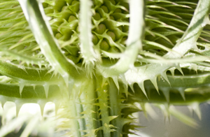 teasel prickles