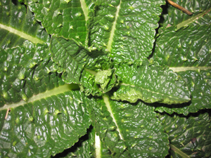 teasel rosette