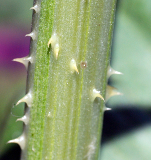 teasel stem