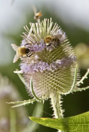 bees on teasel