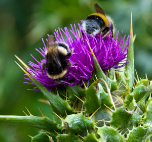 thistle-and-two-bees