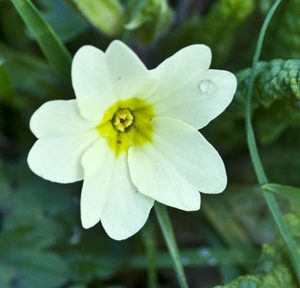 Primroses - heralds of spring