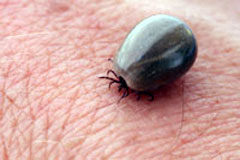 Ticks in woodlands and Lyme disease