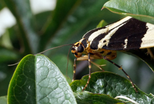 Changing moth populations.