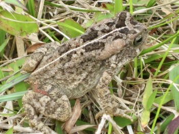 Toad in a hole