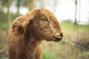 Woodland Goats 