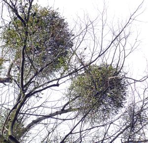 A seasonal plant - Mistletoe.