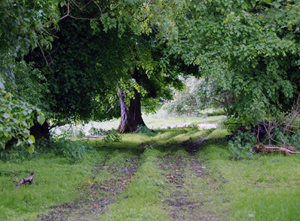 "The Old Ways" - a book about footpaths and ancient tracks