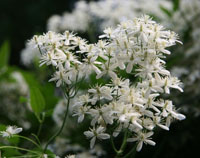 Old Man's Beard - Clematis vitalba