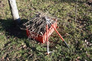 Tree Cuttings