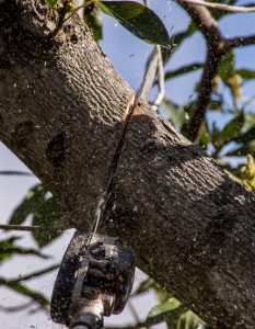 tree-pruning-2