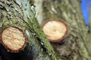 A Guide to Tree Pruning