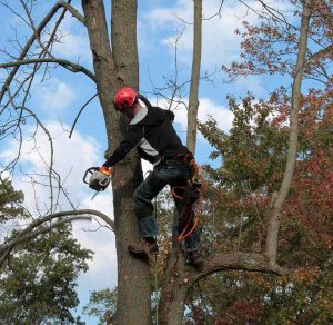 Tree Pruning with Chainsaw