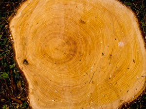 Estimating the Age of a Tree - Counting the annual rings