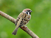 Claro Tree Sparrow Project, 2009