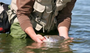 TROUT TICKLING TOO!