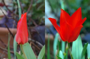 tulip - open and closed