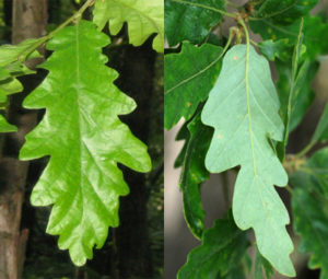 The Turkey or Iron Oak - Quercus cerris