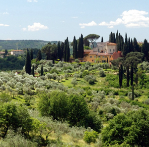 Tree growing in Tuscany